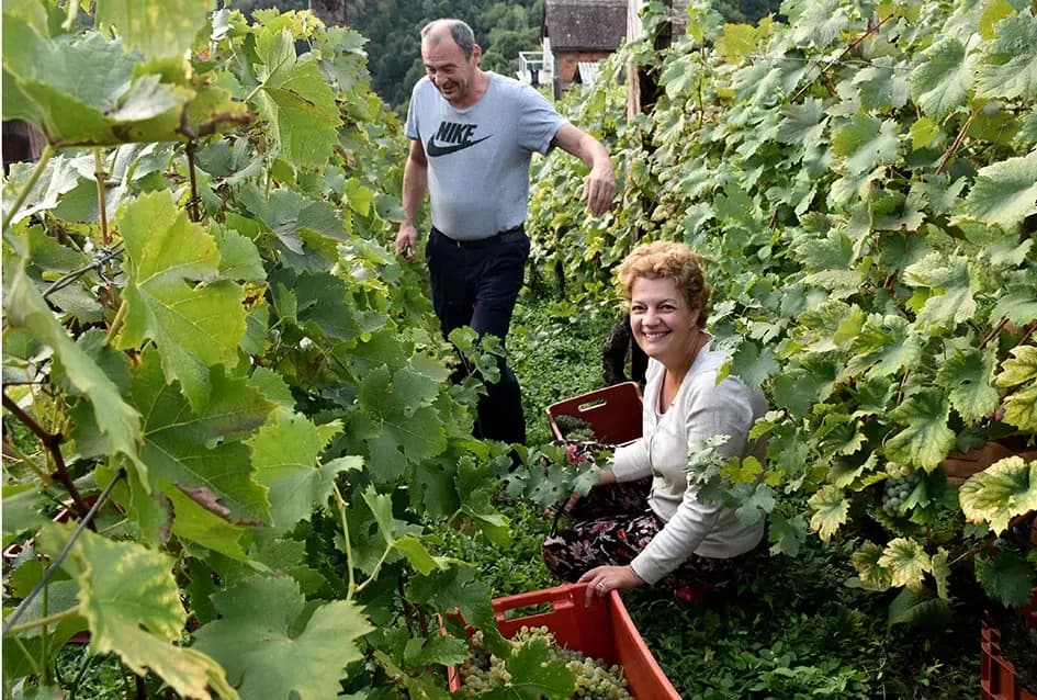 Bouvier jedino bere obitelj Ilići u požeškom vinogorju