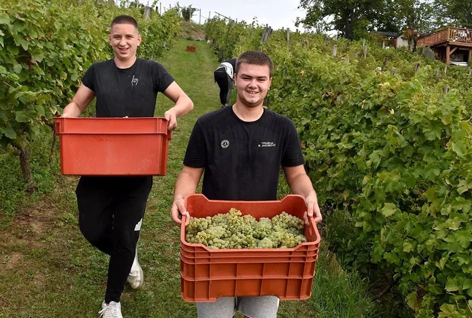 Bouvier jedino bere obitelj Ilići u požeškom vinogorju