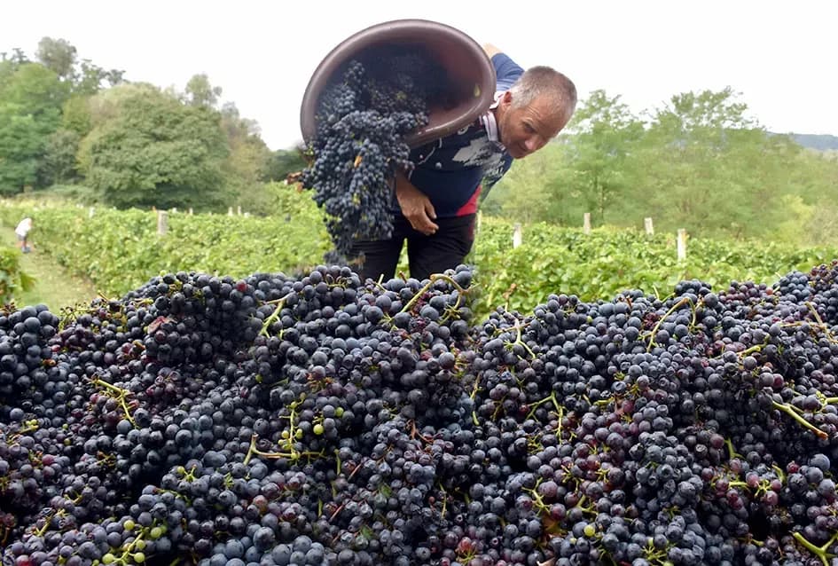 Kutjevačka obitelj Krsnik obrala vinograde, bačve pune do vrha