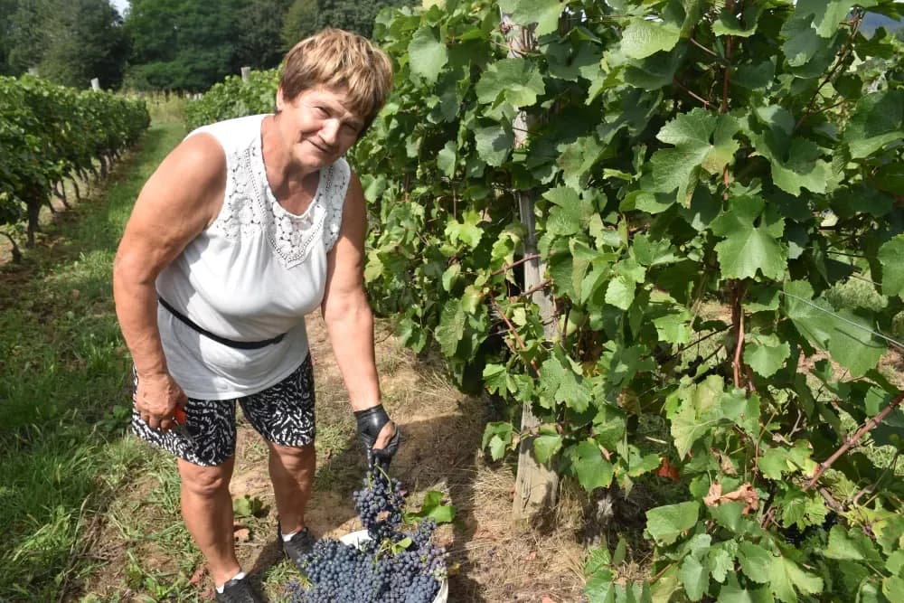 Kutjevačka obitelj Krsnik obrala vinograde, bačve pune do vrha
