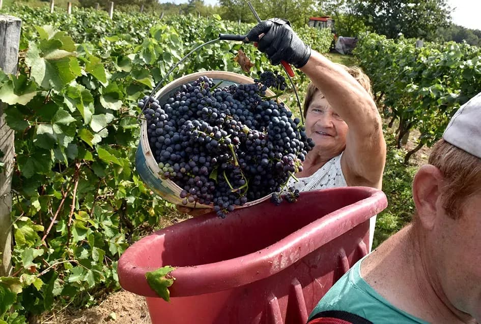 Kutjevačka obitelj Krsnik obrala vinograde, bačve pune do vrha
