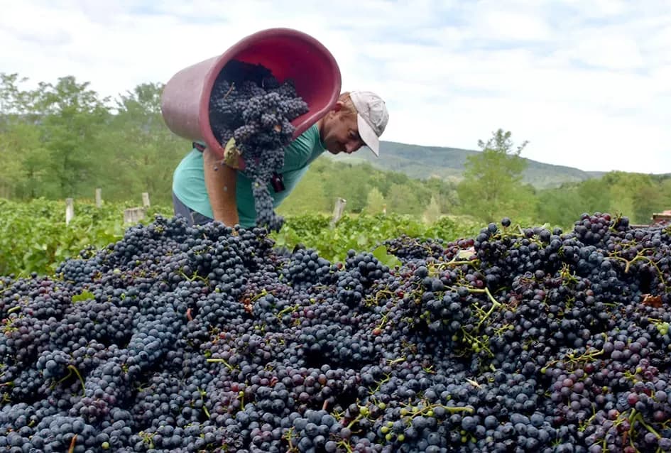 Kutjevačka obitelj Krsnik obrala vinograde, bačve pune do vrha