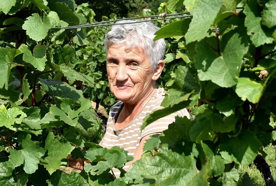 Kutjevačka obitelj Krsnik obrala vinograde, bačve pune do vrha