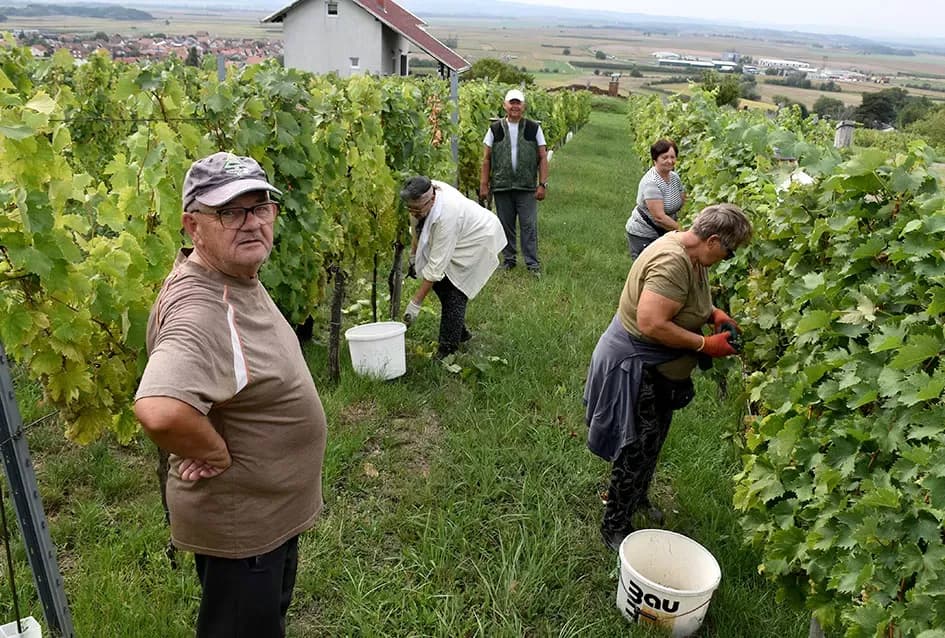 Graševina kao dukat žuta u vinogradima obitelji Mihalj iz Vetova
