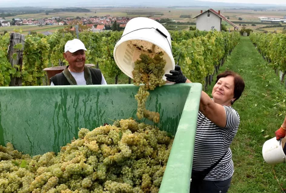 Graševina kao dukat žuta u vinogradima obitelji Mihalj iz Vetova