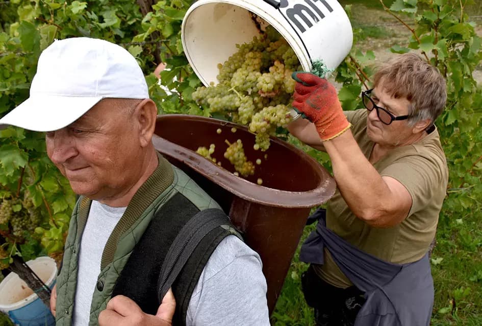 Graševina kao dukat žuta u vinogradima obitelji Mihalj iz Vetova