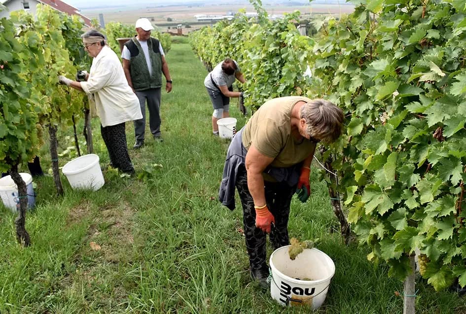 Graševina kao dukat žuta u vinogradima obitelji Mihalj iz Vetova