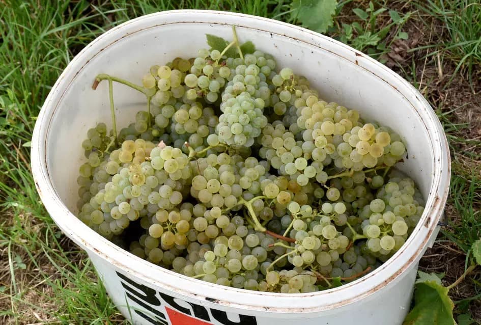 Graševina kao dukat žuta u vinogradima obitelji Mihalj iz Vetova
