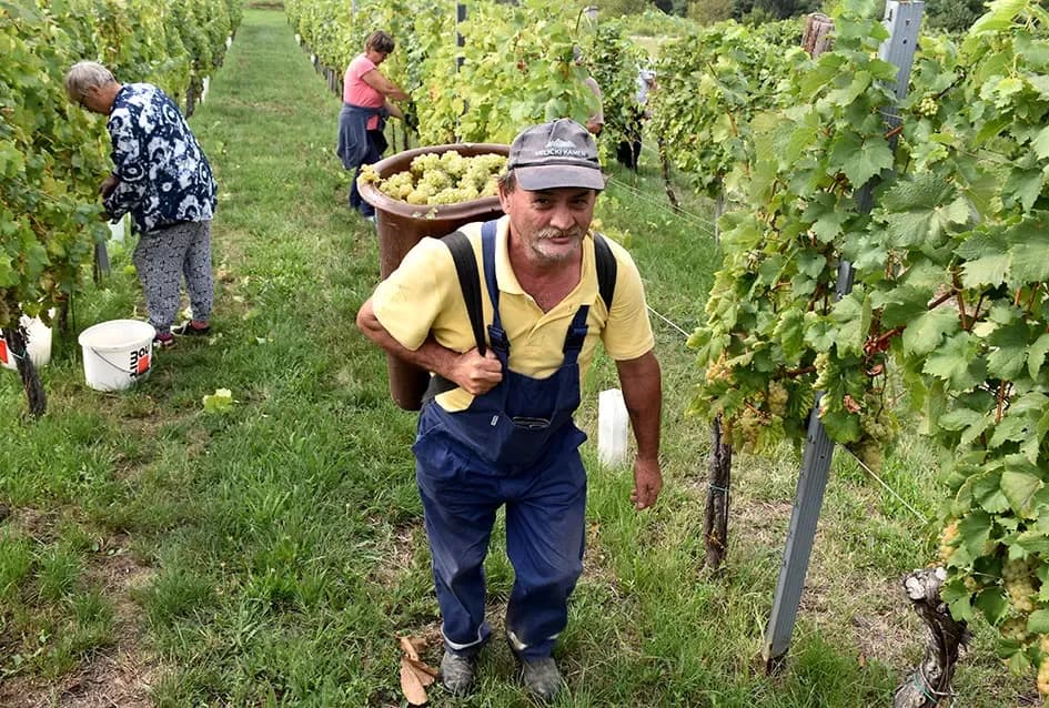 Graševina kao dukat žuta u vinogradima obitelji Mihalj iz Vetova