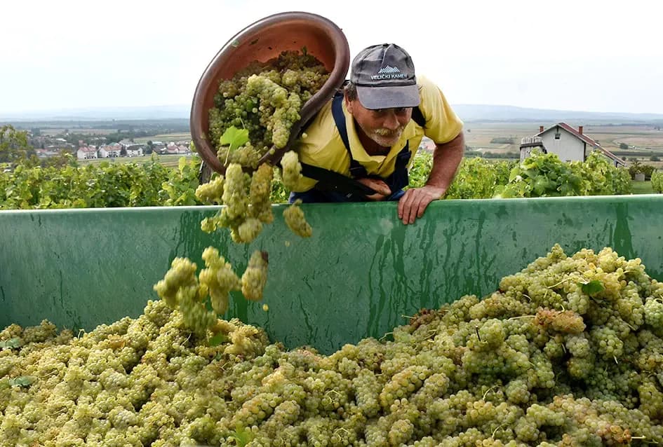 Graševina kao dukat žuta u vinogradima obitelji Mihalj iz Vetova