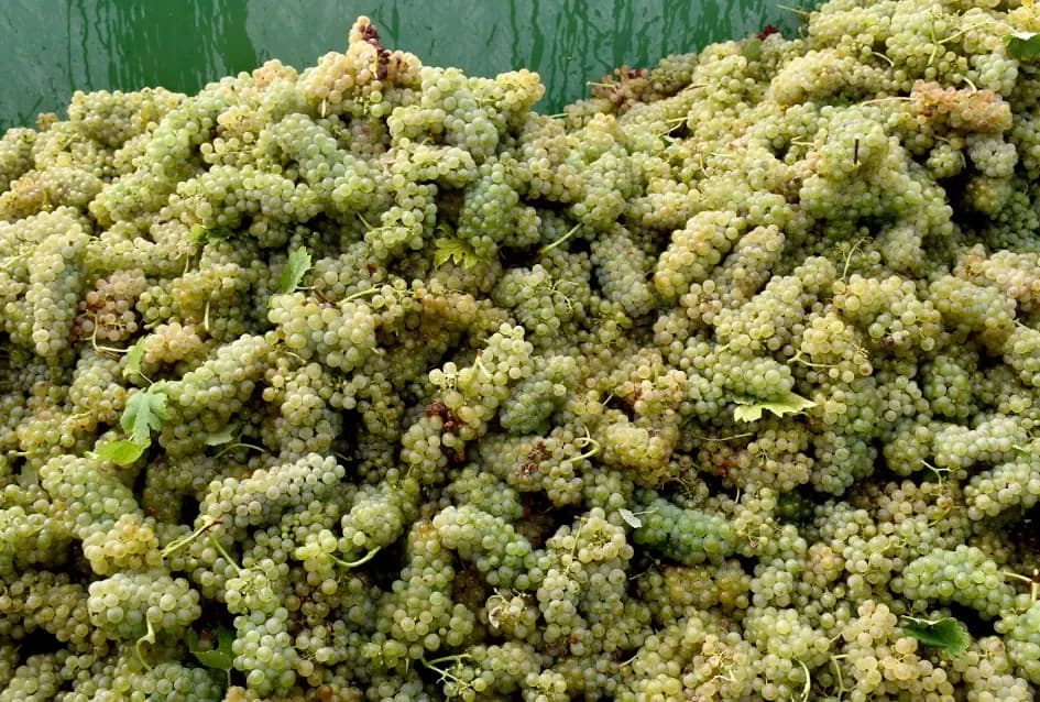 Graševina kao dukat žuta u vinogradima obitelji Mihalj iz Vetova
