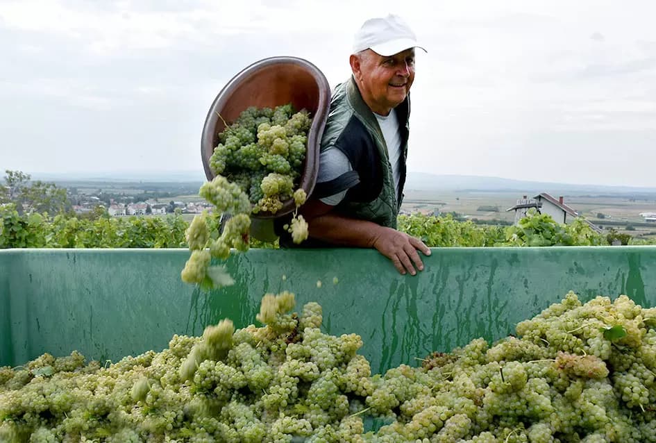 Graševina kao dukat žuta u vinogradima obitelji Mihalj iz Vetova