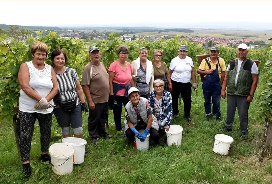 Graševina kao dukat žuta u vinogradima obitelji Mihalj iz Vetova