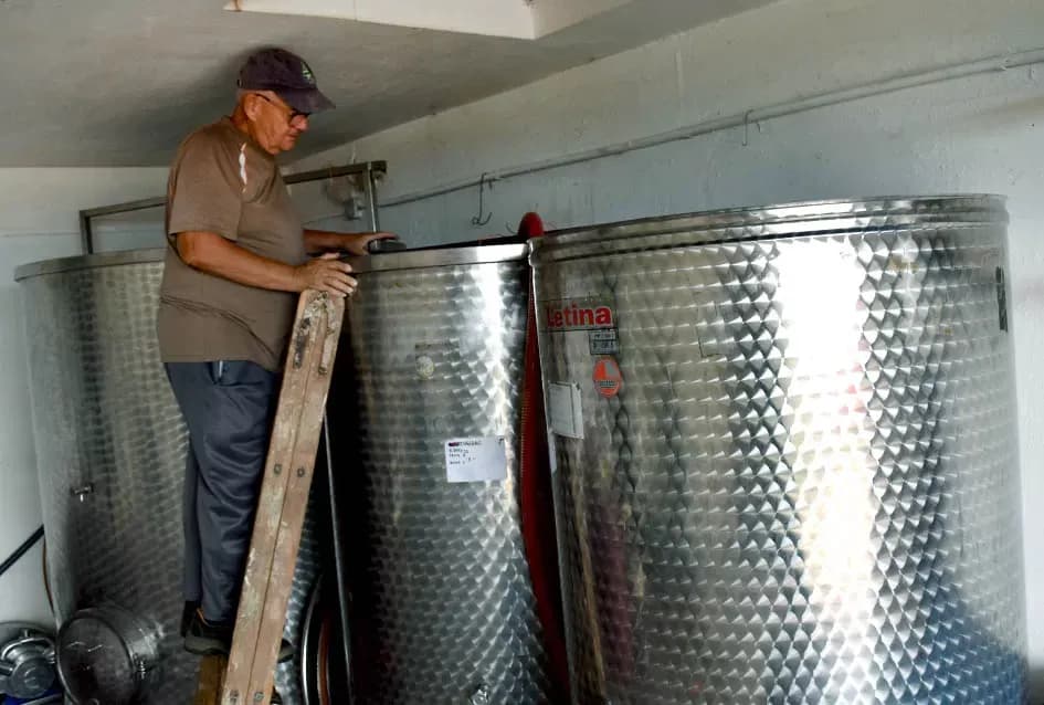 Graševina kao dukat žuta u vinogradima obitelji Mihalj iz Vetova