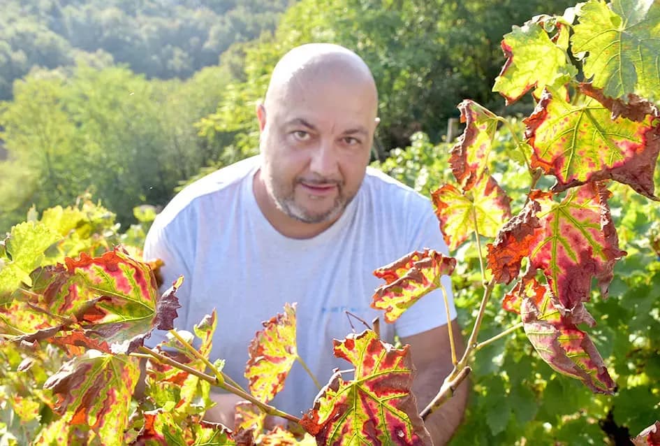 Graševina s 360 metara nadmorske visine Požežanina Branka Smolića