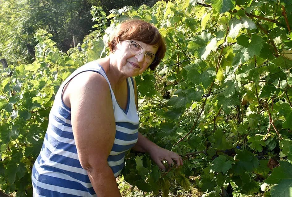 Graševina s 360 metara nadmorske visine Požežanina Branka Smolića
