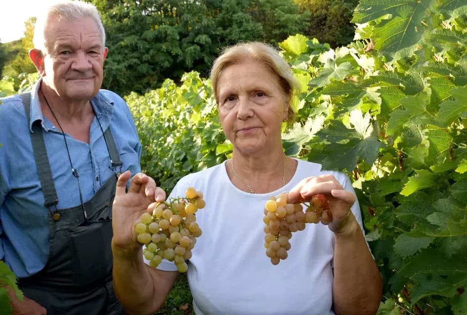 Jedinom čokotu čauša u požeškom vinogorju kod Požežanina Dinka Brusa prijeti vađenje