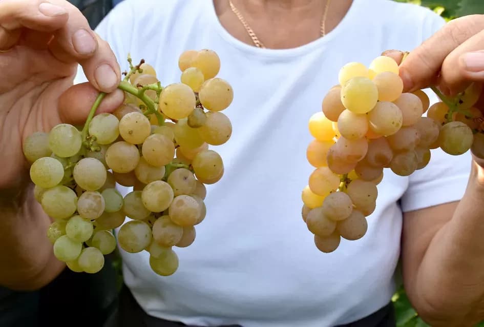 Jedinom čokotu čauša u požeškom vinogorju kod Požežanina Dinka Brusa prijeti vađenje