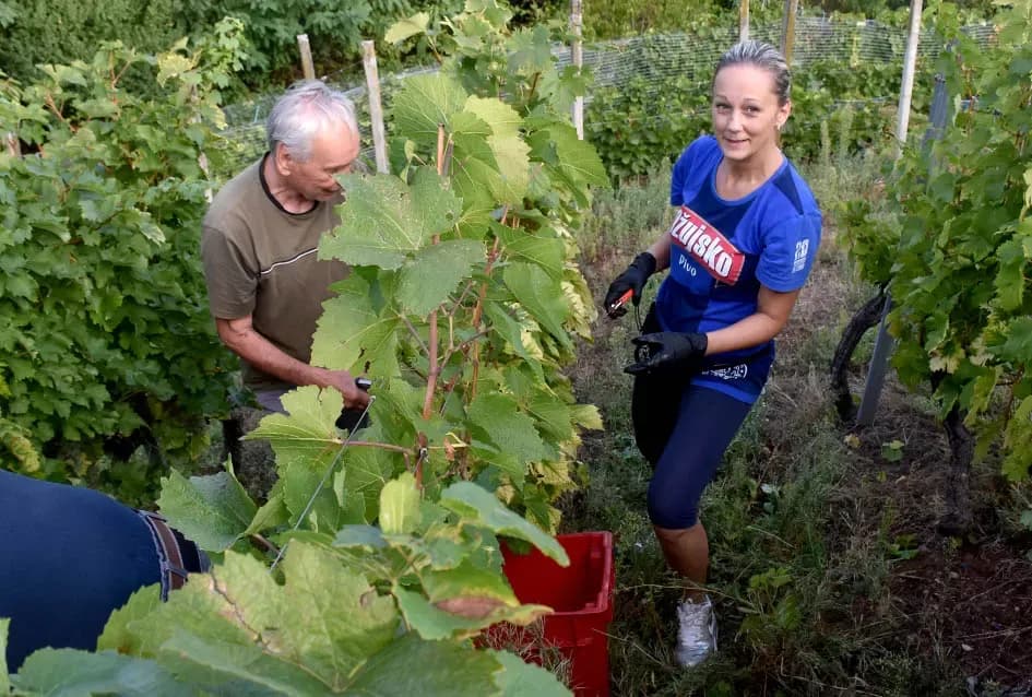Jedinom čokotu čauša u požeškom vinogorju kod Požežanina Dinka Brusa prijeti vađenje