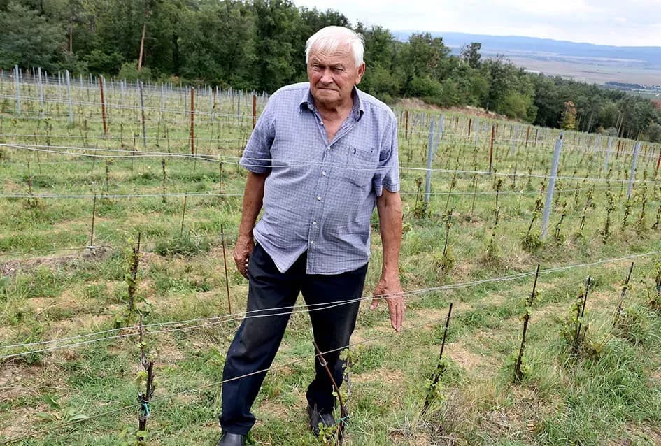 Srne uništile vinograde Ive Enjingija na Venju, uz grožđe nastradali i trsovi