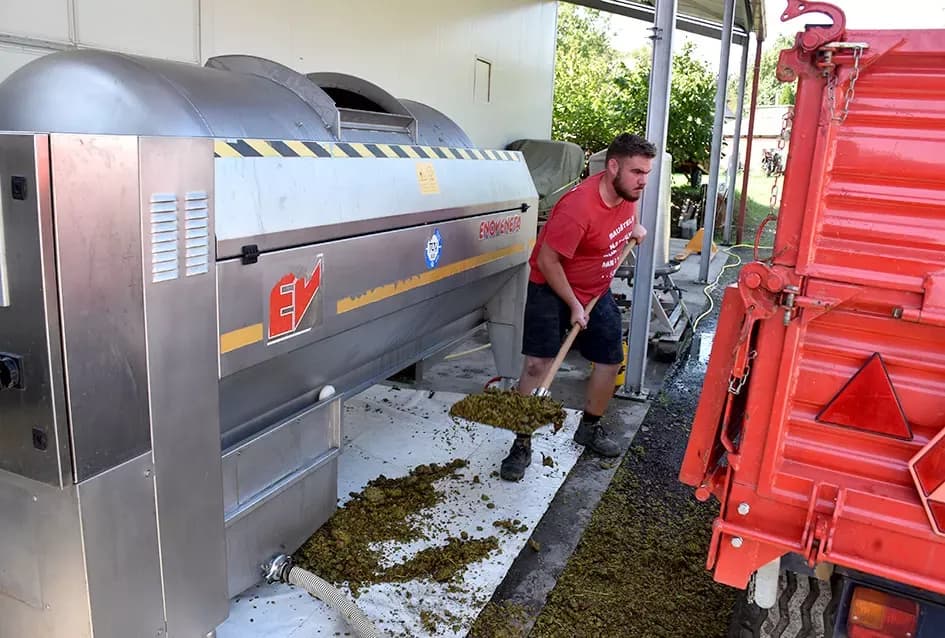 S kombajnom Bodograjčevi iz Kutjeva grožđe beru u krugu obitelji