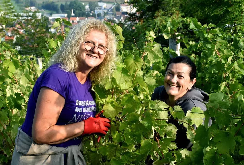 Prinosi i kvaliteta rekordni, nedovoljno bačvi u podrumu