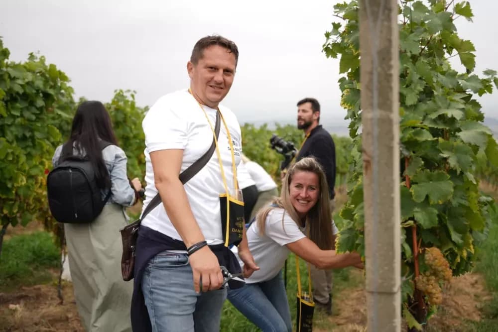 (FOTOGALERIJA) Dan berbe u Vinariji Kutjevo d.d. uz zanimljiva natjecanja