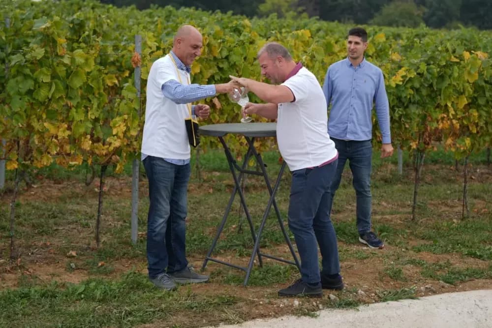 (FOTOGALERIJA) Dan berbe u Vinariji Kutjevo d.d. uz zanimljiva natjecanja
