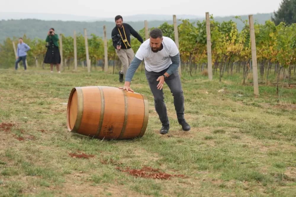 (FOTOGALERIJA) Dan berbe u Vinariji Kutjevo d.d. uz zanimljiva natjecanja