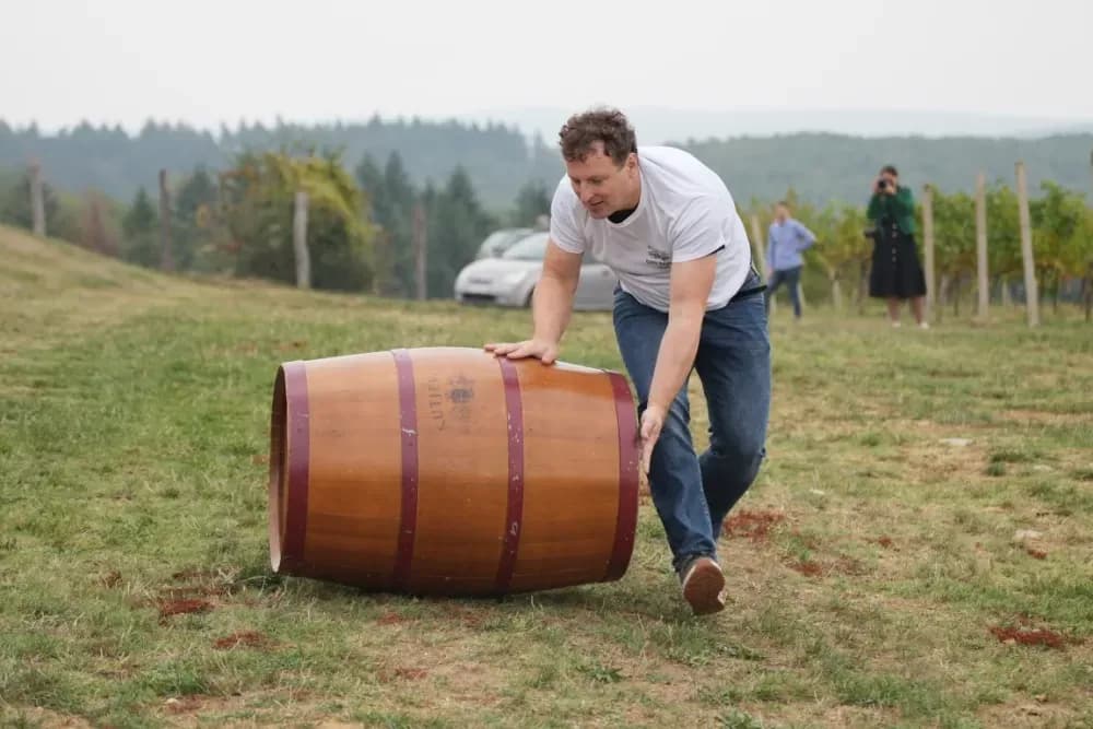 (FOTOGALERIJA) Dan berbe u Vinariji Kutjevo d.d. uz zanimljiva natjecanja