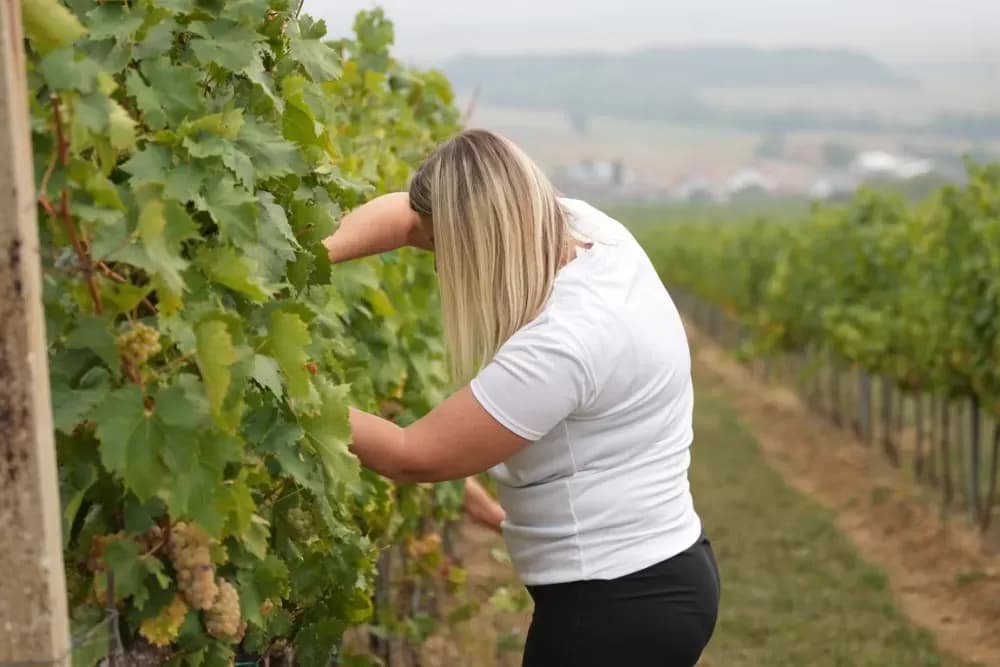 (FOTOGALERIJA) Dan berbe u Vinariji Kutjevo d.d. uz zanimljiva natjecanja
