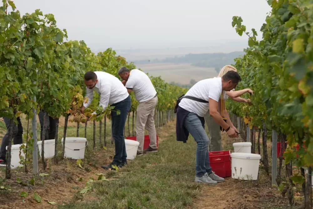 (FOTOGALERIJA) Dan berbe u Vinariji Kutjevo d.d. uz zanimljiva natjecanja