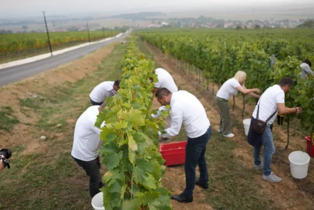 (FOTOGALERIJA) Dan berbe u Vinariji Kutjevo d.d. uz zanimljiva natjecanja