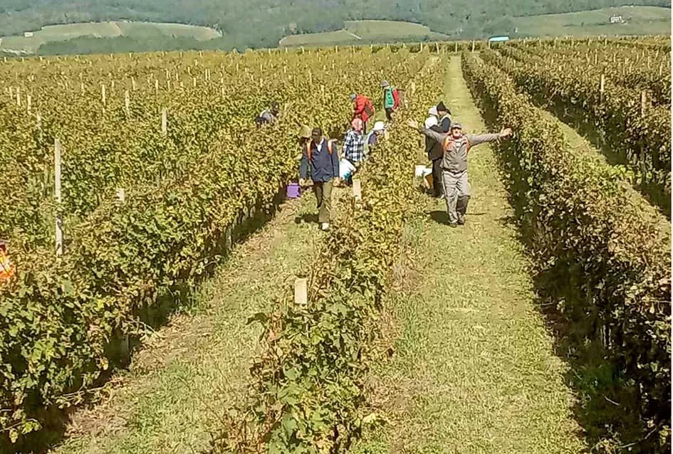 „Zlatna Dora“ Zlatka Ivanovića iz Mitrovca prepoznata na vinskom tržištu