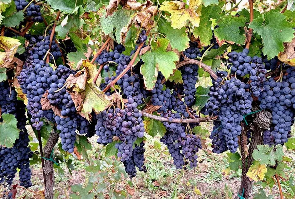 „Zlatna Dora“ Zlatka Ivanovića iz Mitrovca prepoznata na vinskom tržištu