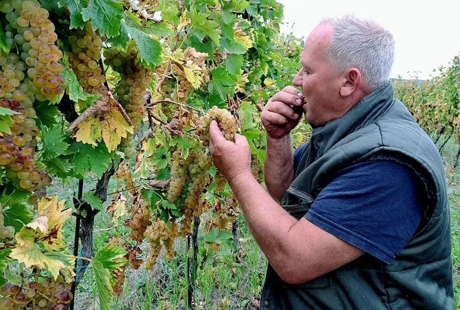 „Zlatna Dora“ Zlatka Ivanovića iz Mitrovca prepoznata na vinskom tržištu