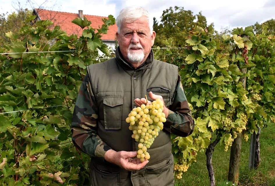 Uz graševinu u vinogradu Bože Bokšića je i petnaestak sorti stolnog grožđa