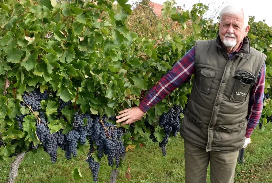 Uz graševinu u vinogradu Bože Bokšića je i petnaestak sorti stolnog grožđa