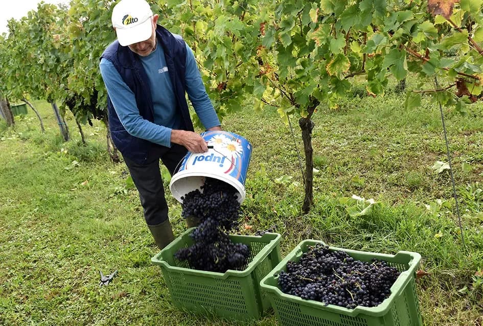 Uz graševinu u vinogradu Bože Bokšića je i petnaestak sorti stolnog grožđa
