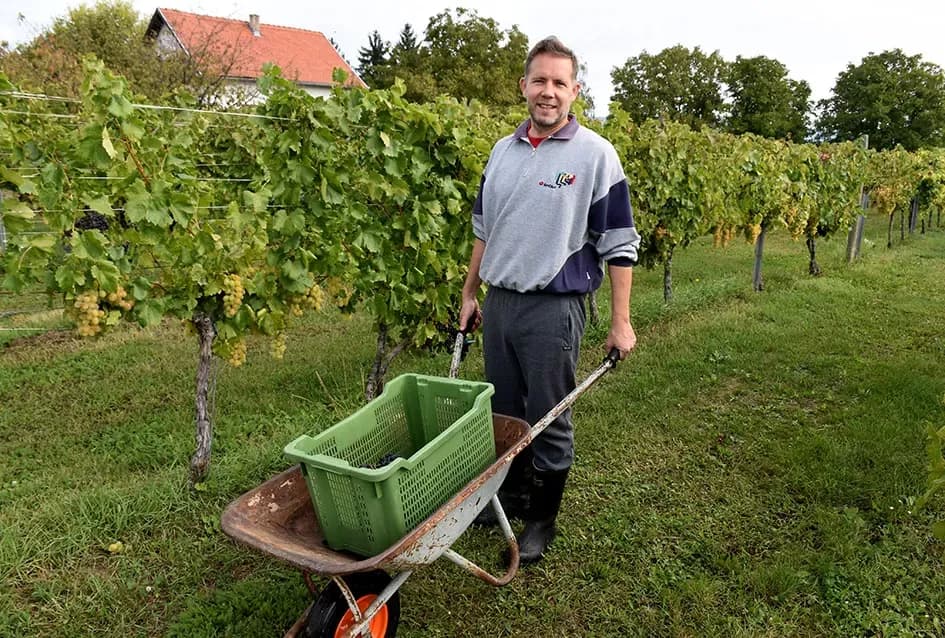 Uz graševinu u vinogradu Bože Bokšića je i petnaestak sorti stolnog grožđa