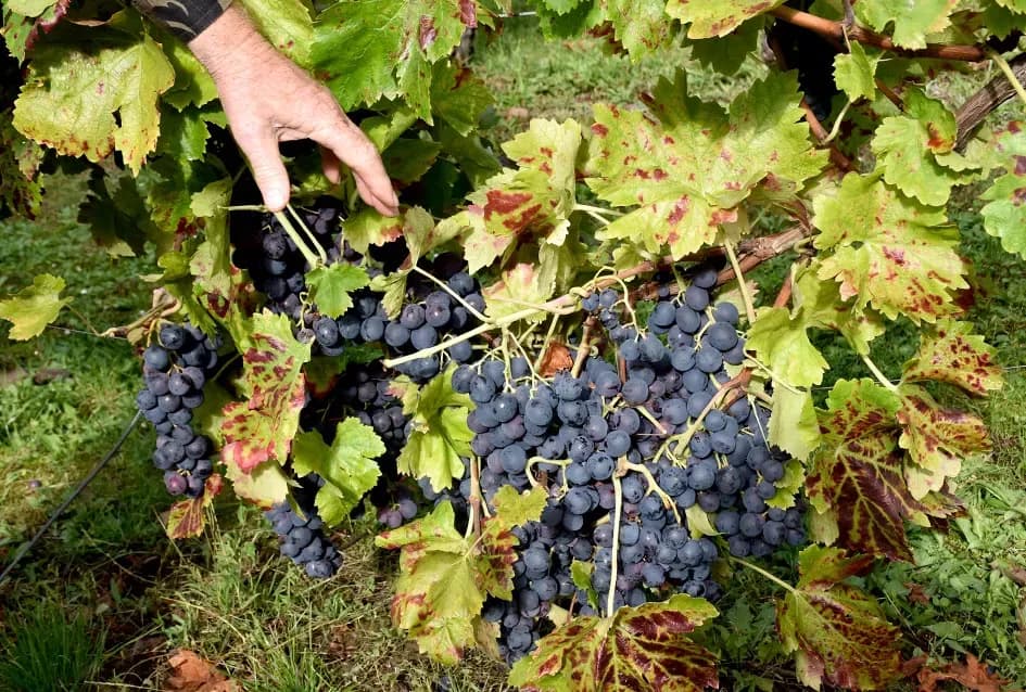 Uz graševinu u vinogradu Bože Bokšića je i petnaestak sorti stolnog grožđa