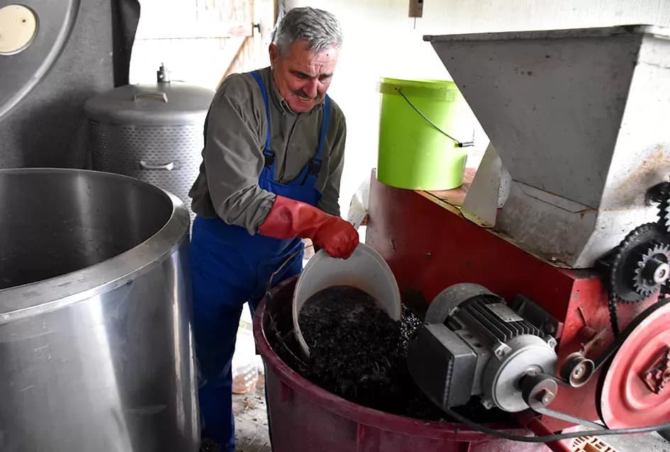 Uz graševinu u vinogradu Bože Bokšića je i petnaestak sorti stolnog grožđa