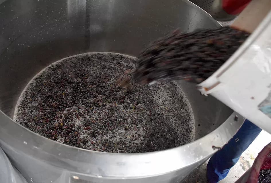 Uz graševinu u vinogradu Bože Bokšića je i petnaestak sorti stolnog grožđa