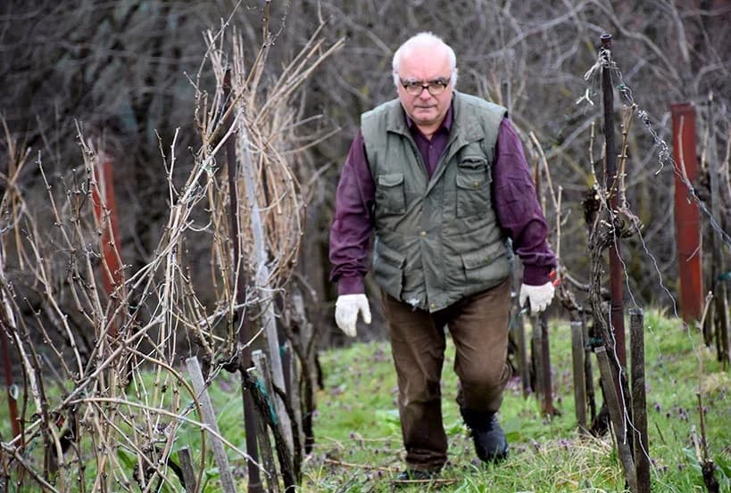 [FOTOGALERIJA] U vinogradima se orila pjesma uz glasno pucanje registriranih mužara
