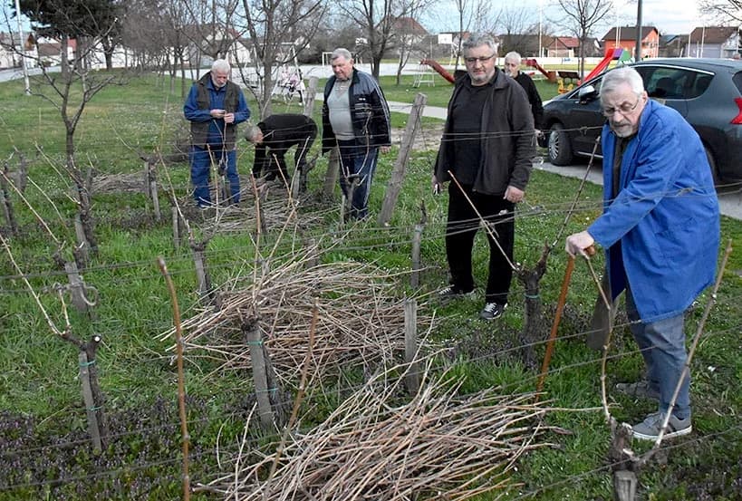 Učili o zaštiti vinograda, a orezali i lozu kod društvenih prostorija /FOTOGALERIJA/