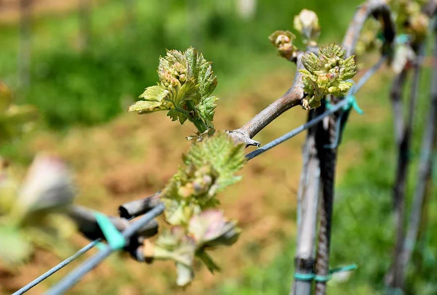 Planiraju novi podrum za veću preradu vina