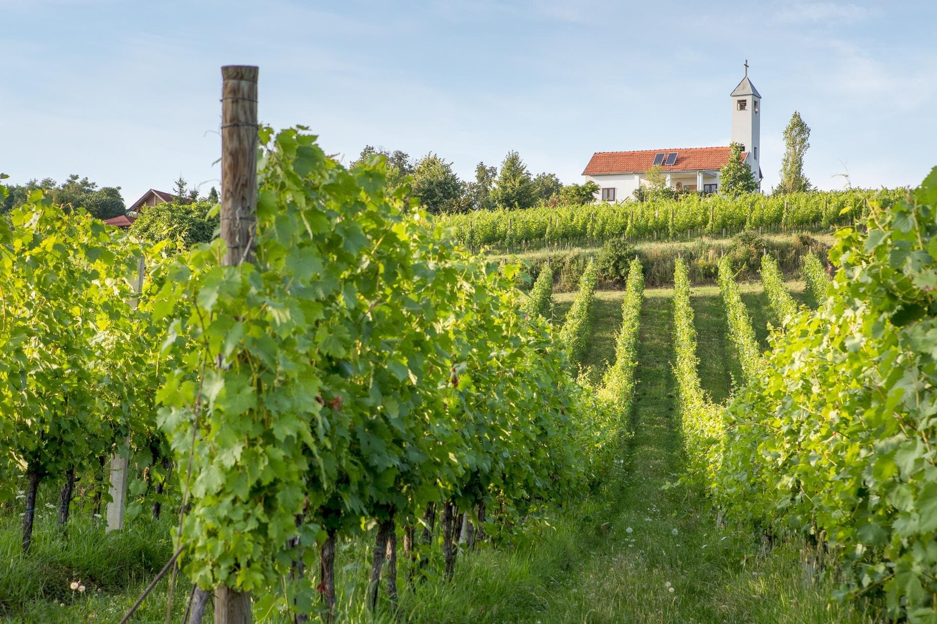 Istražite čari Svijeta graševine - vinogradi koji pričaju priče