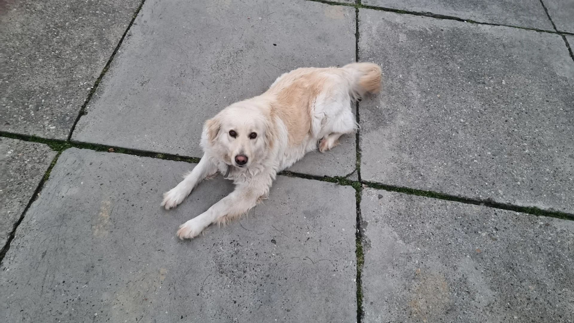 Odluka grada Pleternice o sufinanciranju sterilizacije, kastracije i označavanja pasa: “Želimo smanjiti broj pasa lutalica”