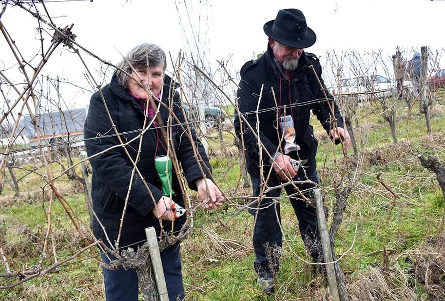 MJEŠTANI LUKAČA NAJAVILI POČETAK RADOVA U VINOGRADU: S gostima podijelili radost Vincelova [FOTOGALERIJA]