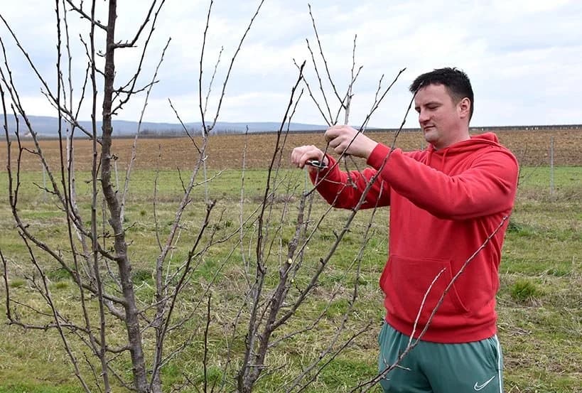 Josipu u šljiviku pomaže kum Matej [FOTO]